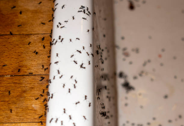  Arlington, WA Pest Control Pros